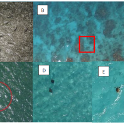 Sample aerial images of marine fauna by Aeromapper Talon Amphibious water landing drone